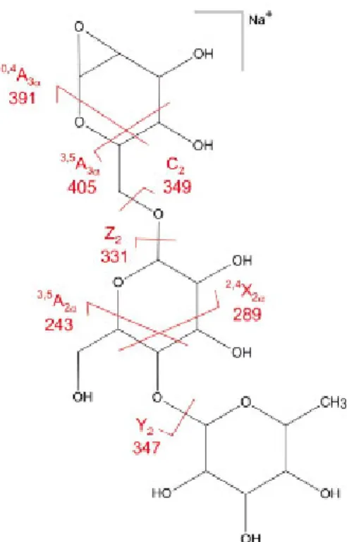 Figure  5.  Schematic  drawing  of  the  sodiated  m/z 493  ion  MS 3   fragmentation