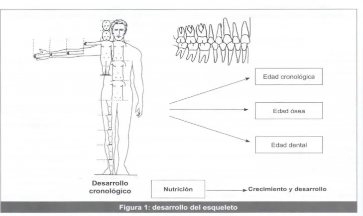 Figura 1: desarrollo del esqueleto 