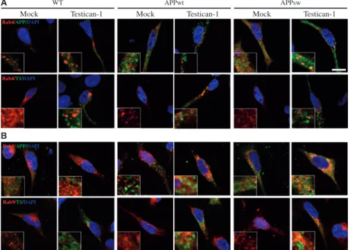 FIGURE 3. Subcellular localization of Testican-1 and APP in the endocytic pathway of HEK293T cells