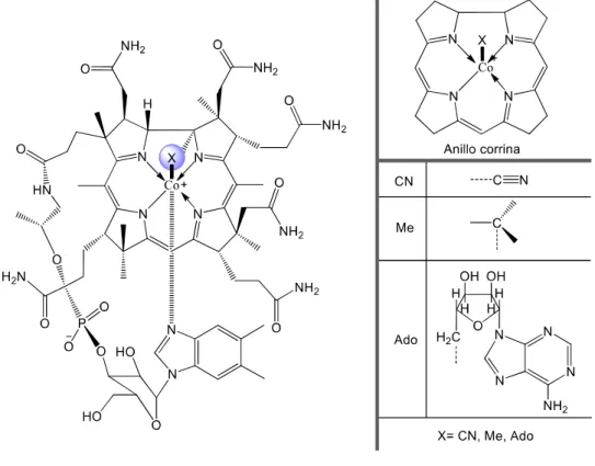 Figura 1.  Estructura general de cobalamina  5