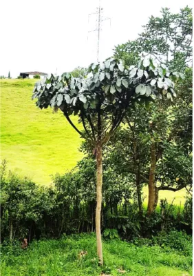 Figura 3. Yarumo blanco (Cecropia tenenitida). Jardín, Antioquia.  