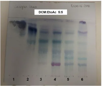 Figura 10. Cromatografía planar de las 6 fracciones recolectadas de la muestra inicial