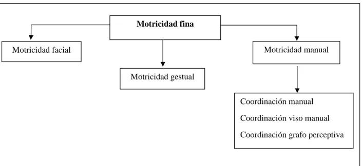 Figura 2. Aprendizaje de la motricidad fina. Tomado de: Comella, M y Perpinyá, A. (1998)