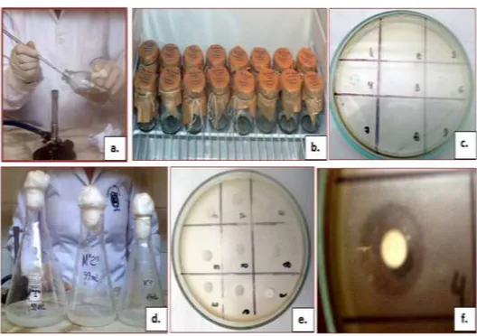 Figura 1: Determinación de Residuos de antibióticos por el método de cultivo de la cepa de  Bacillus  stearothermophilus:  a)  Preparación  del  inóculo  de  Bacillus  stearothermophilus  en  10  mL  de  caldo  Triptona