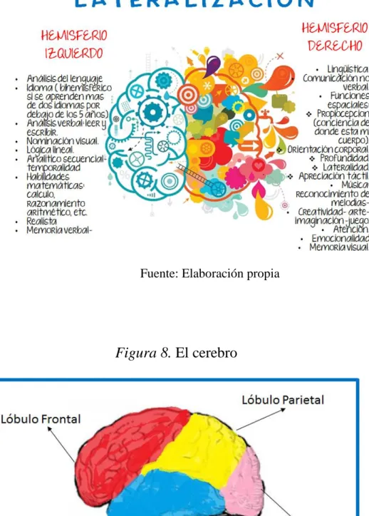 Figura 8. El cerebro 
