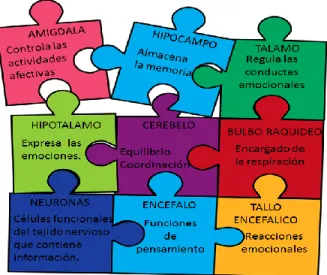Figura 10.  Partes del cerebro y sus respectivas funciones
