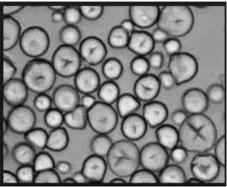 Figura N° 1.3: Microfotografías de los gránulos de  almidón de yuca 