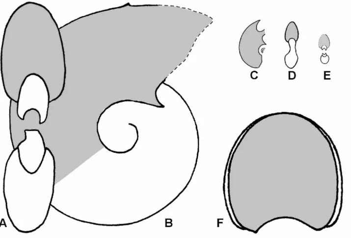 Figure 5. A-B: whorl section and lateral view of Pseudolissoceras zitteli [M], specimen MOZP5815; C-D: Pseudolissoceras zitteli [m], lateral view and  whorl section of specimen LPB608; E: Pseudolissoceras zitteli [m], whorl section of specimen LPB609; F: w