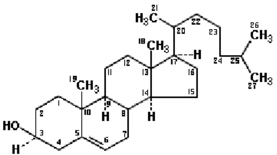 Figura 7.  Estructura química del colesterol 
