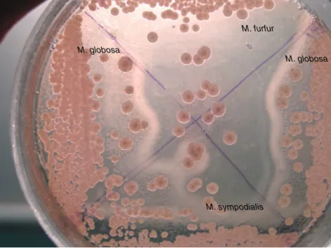 Fig. 2. Precipitate production on modiﬁed CHROMagar-Malassezia medium. Malassezia species were incubated for 4 days at 32 ◦ C on CHROMM.
