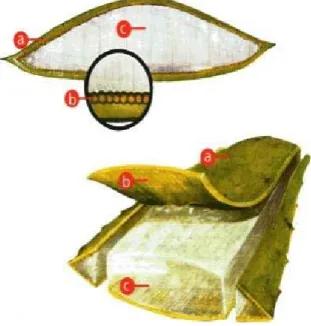 Ilustración 9: Composición Estructural de la penca de Aloe  