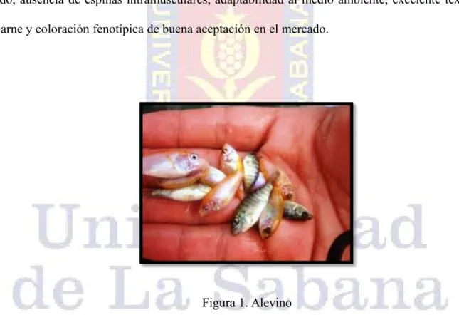 Figura 1. Alevino 