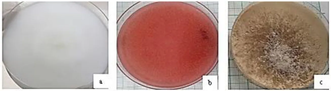 Figura 3. (a) Phytophthora infestans en agar arveja, (b) Fusarium oxysporum en agar PDA,  (c) Rhizoctonia solani en agar PDA 