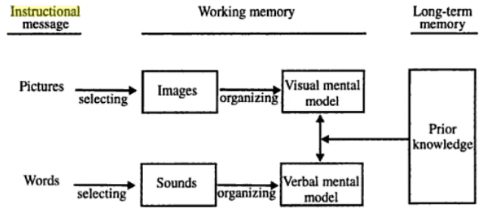 Figure 1.SOI (Selecting- Organizing- Integrating) model of constructivist learning from words and  pictures