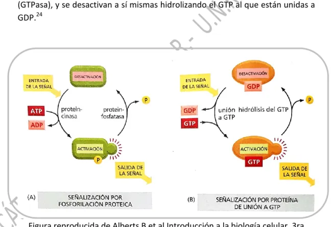 Figura reproducida de Alberts B et al Introducción a la biología celular. 3ra  edición México