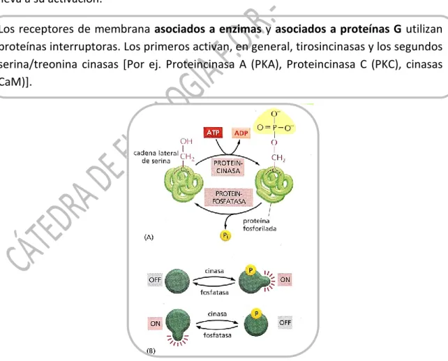 Figura reproducida de Alberts B et al. Introducción a la biología celular. 3ra edición  México