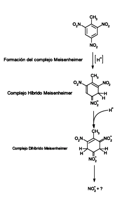 Figura No 5. Vía 2. Transformación del complejo Meisenheimer mediante enzimas de la  familia Old Yellow Enzyme