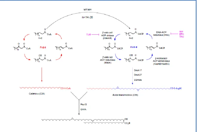 Figura  3:  Biosíntesis  de  ácidos  micólicos  y  ácidos  grasos  en  micobacterias.  La  contribución  de  FASI  y  FASII  en  la síntesis de  ácidos  micólicos  se  muestra  en rojo  y  azul, respectivamente