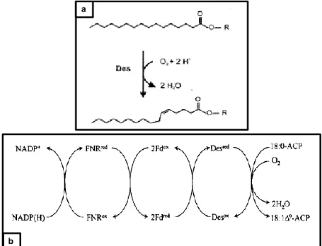 Figura 4. (a) Esquema de una reacción de  desaturación  dependiente  de  oxígeno.  Se  trata de una deshidrogenación dependiente  de 2 e -  y oxígeno molecular en una cadena  acilada,  que  resulta en  un  doble  enlace en  posición  cis  [1]