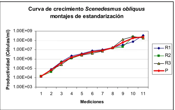 Figura 10.  Curvas de crecimiento Scenedesmus obliquus montajes de estandarización. Montajes por triplicado (R1, R2,  R3) y curva promedio (P), durante 20 días de cultivo