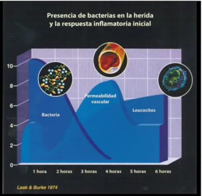 Fig.  4  Las  bacterias  y  la  respuesta  inicial  inflamatoria.  La  actividad  bacteriana  activa  se  relaciona  con  el  establecimiento  de  la  respuesta  inflamatoria,  lo  que  se  evidencia  por  un  aumento  en  la  permeabilidad  vascular y por