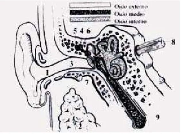 Figura 1. Relaciones de vecindad del conducto auditivo externo 1. Porción cartilaginosa del  conducto, 2, Glándula parotida,  3.Porcion ósea del conducto, 4.Pared lateral del  ático, 5.Antro  mastoides, 6