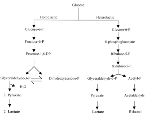 Figura 1. Rutas metabólicas usadas por las bacterias ácido lácticas  (Caplice y Fitzgerald, 1999) 