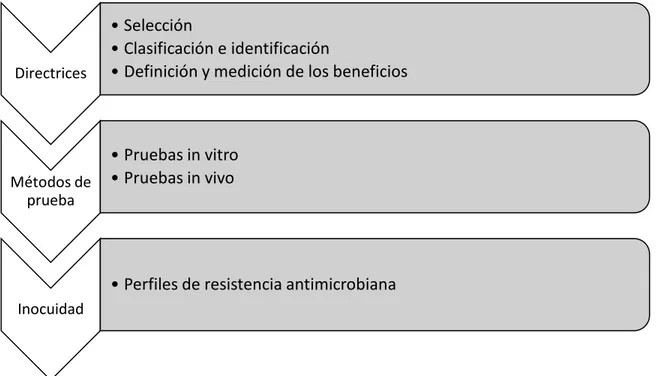 Figura 2. Proceso de selección y evaluación de microorganismos probióticos 