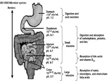 Figura 5. Composición flora gastrointestinal humana (Iannitti y Palmieri, 2010) 