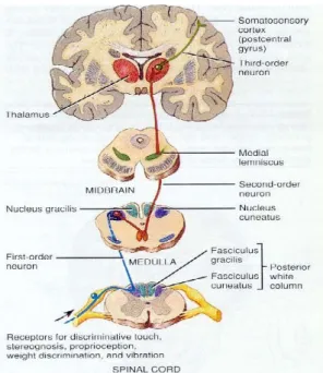 Figura 1. Vias nerviosas del dolor. 