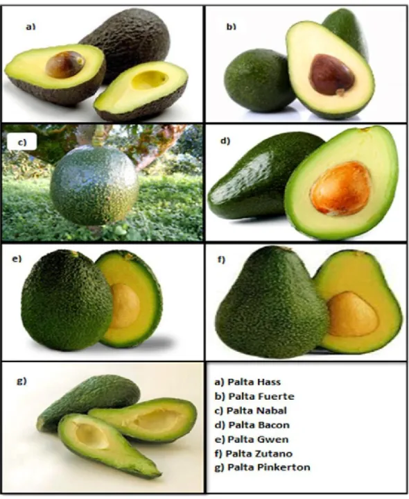 Figura 8: Algunas variedades de  palta en el Perú 