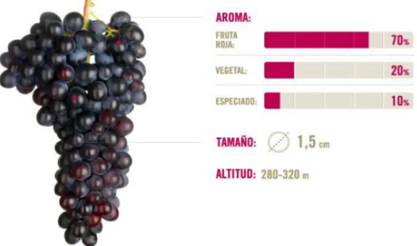 Figura 2. Características de la uva. Recuperado de http://www.domenechvidal.com/ca/Sumoll_v4.html