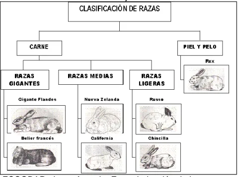 Figura 1. Clasificación de razas de conejo 