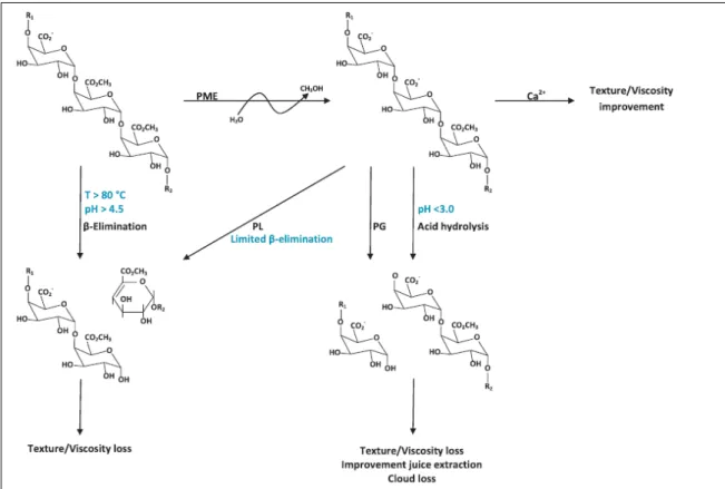 Figura 4.4 Representación esquemática de las posibles reacciones de conversión de la pectina por  efecto de tratamientos térmicos
