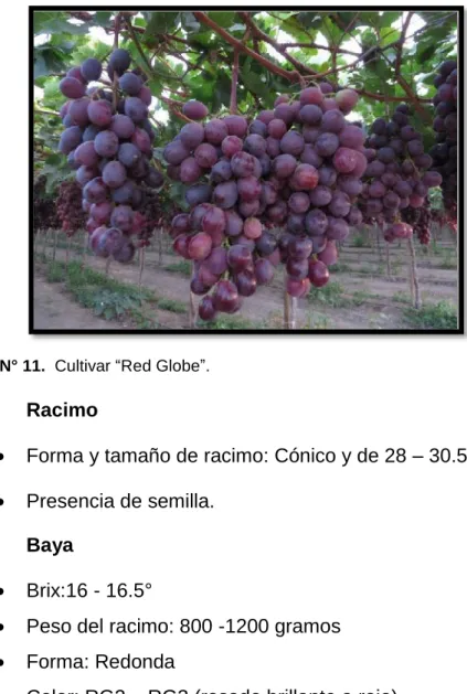 Figura N° 11.  Cultivar “Red Globe”. 