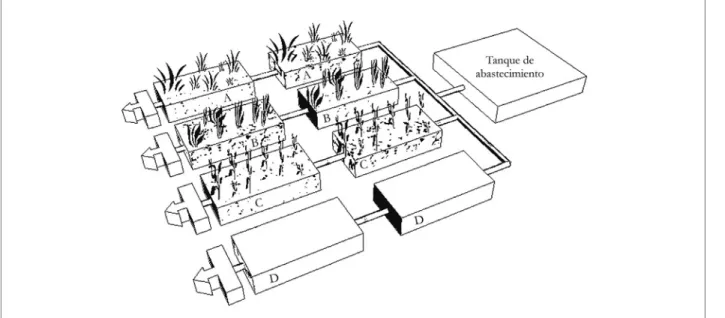 Figura 1. Diseño de los sistemas de humedales construidos a escala laboratorio plantados con A: Cyperus papyrus; 