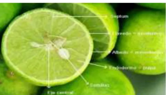 Figura N° 01 Partes del Limón (citrus aurantifolia swingle), recuperada de Espinoza,  (2009) 