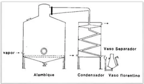 Figura  N° 11 Esquema del Equipo para la Destilación del Aceite Esencial, recuperado  de Haro, (1984)