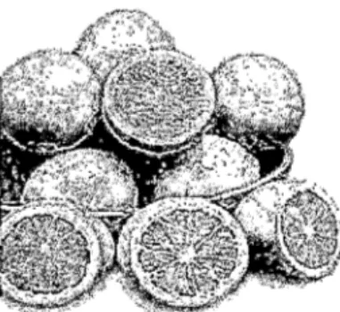 Figura 2.  Corte transversal  Citrus sinensis  Fuente: Toma propia (2014) 