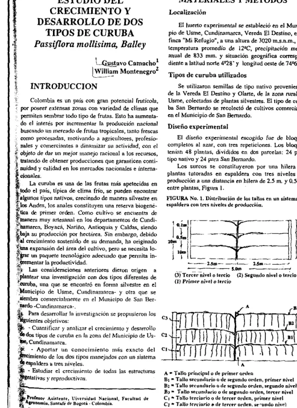 FIGURA No.  L  Distribución de  los  tallos en  un  sistema de 