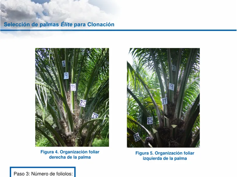 Figura 4. Organización foliar 