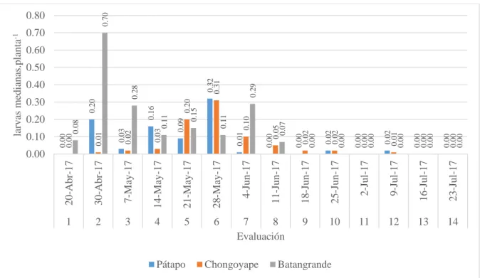 Figura 3. Fluctuación poblacional del número de larvas medianas de Spodoptera frugiperda,  periodo de evaluación abril a julio, 2017