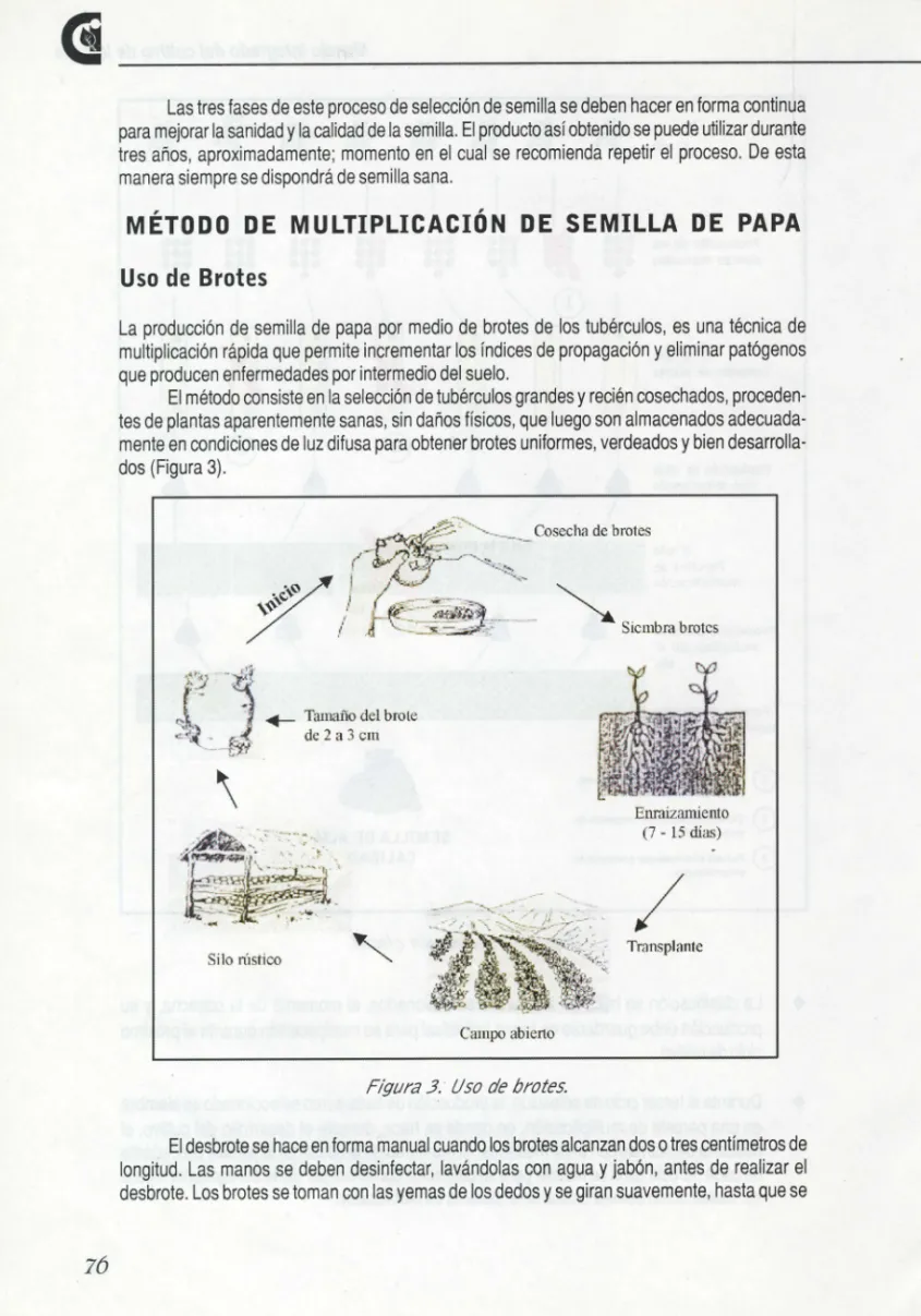 Figura 3. Uso de brotes.