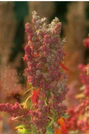Figura 1: Planta de Chenopodium quinoa Willd. 