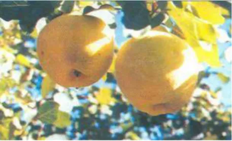 Figura 10: Fruto de membrillo 