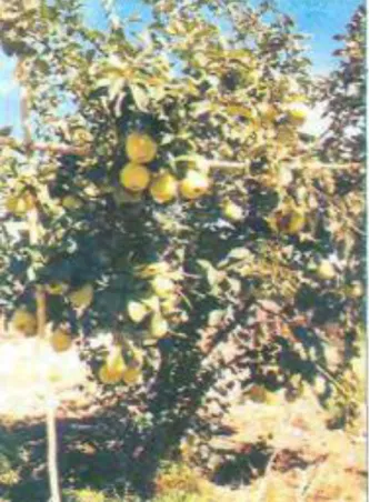 Figura 11: Árbol de membrillo 