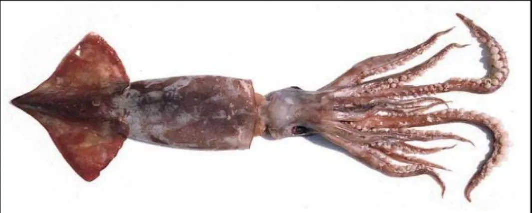 Figura 3: Calamar Gigante 