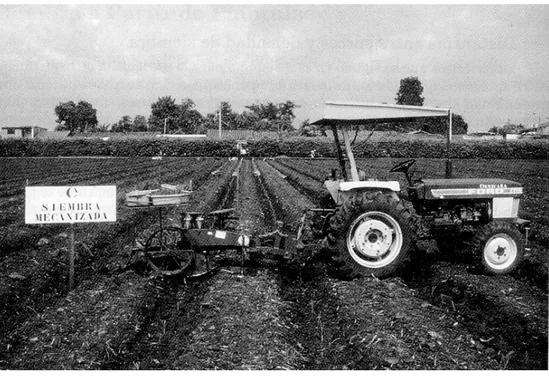 Figura 2. Transplante mecanizado de plántulas de caña de azúcar utilizando una máquina