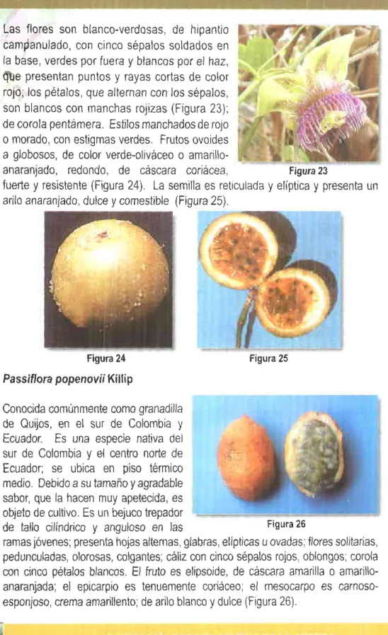 Figura  24 Passiflora  popenovii  Kíllip