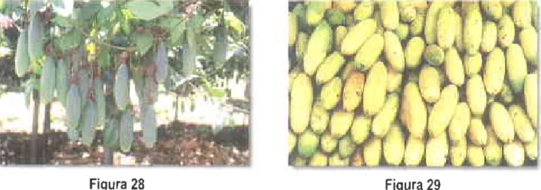 Figura  28 Figura  29